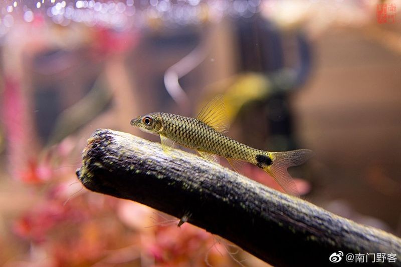 龍魚蒙眼專用藥魚藥