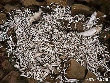 巴卡雷龍魚是保護動物嗎