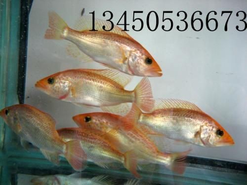紅老虎魚 紅老虎魚 龍魚論壇 第1張