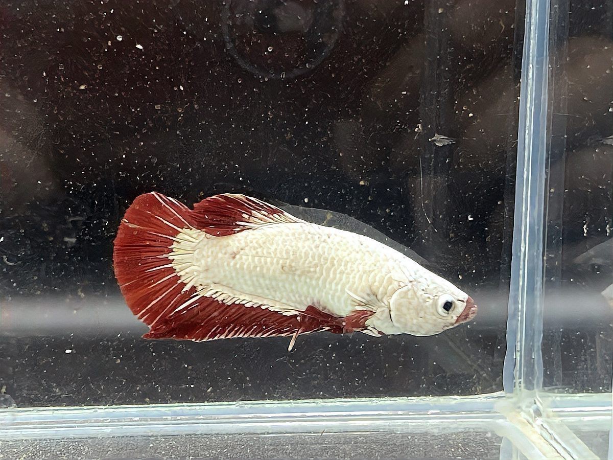 龍魚養(yǎng)一條會(huì)不會(huì)孤單 龍魚養(yǎng)一條會(huì)不會(huì)孤單 龍魚論壇 第5張