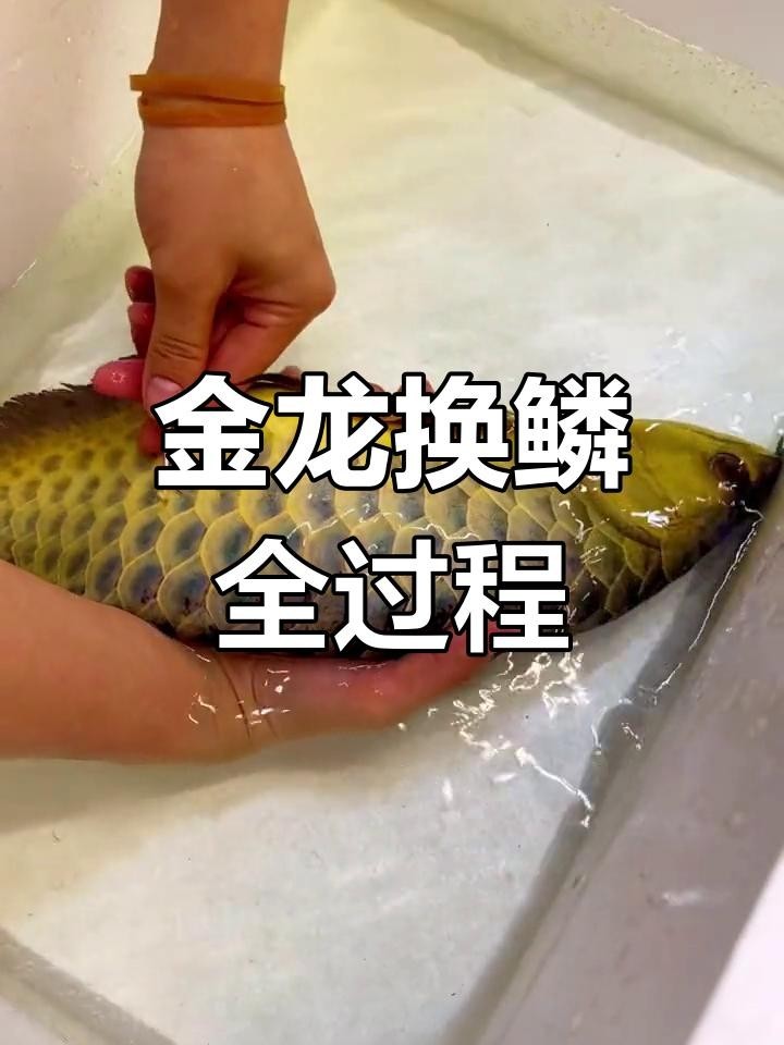 龍魚拔鱗后多久可以換水？