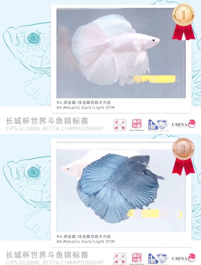 斗魚賽級和s級怎么選
