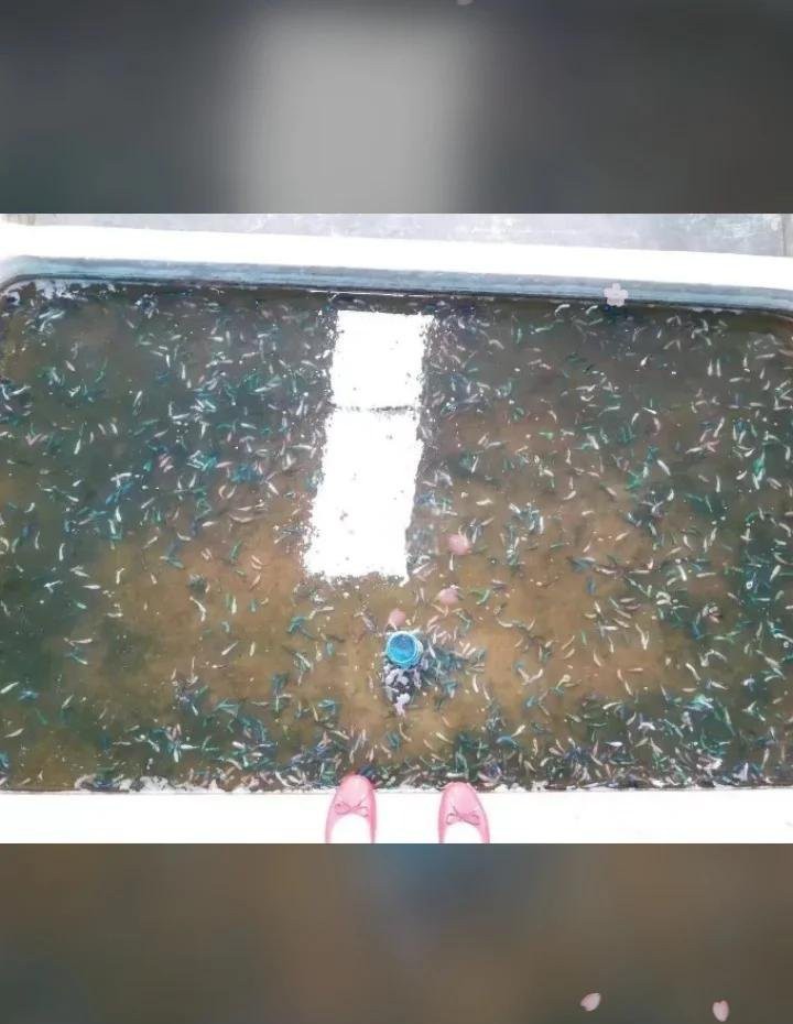 斗魚賽級和s級怎么選