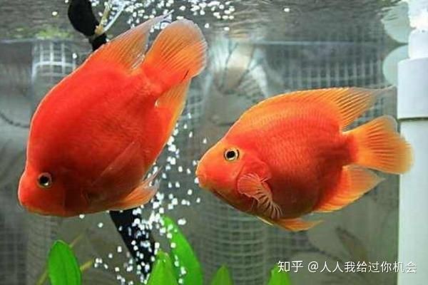 虎鯊和鸚鵡魚混養(yǎng)