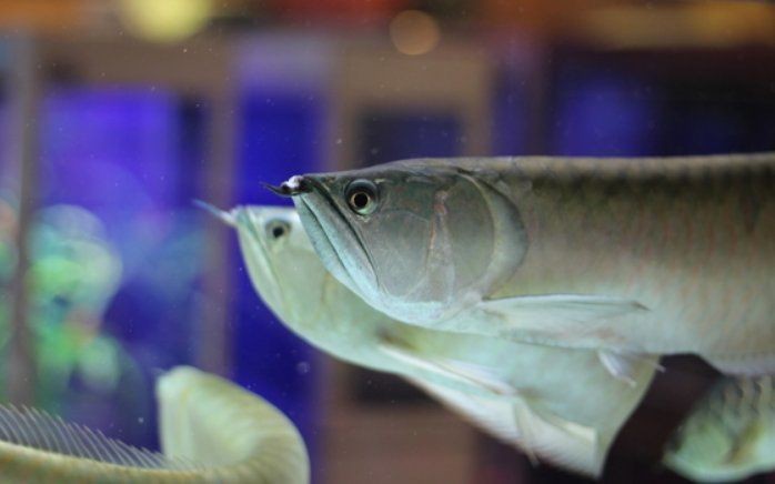 虎鯊和鸚鵡魚混養(yǎng)