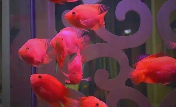 虎鯊和鸚鵡魚混養(yǎng)