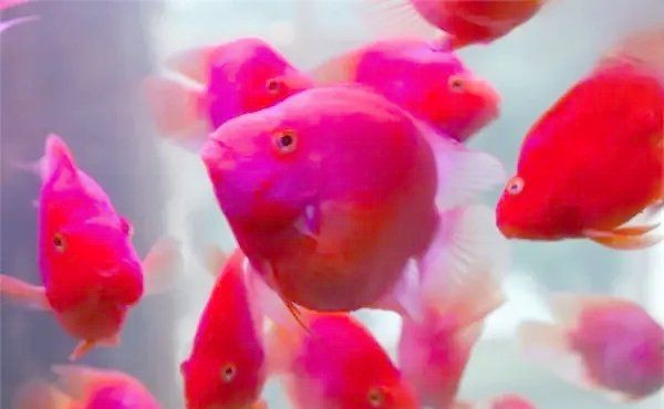 虎鯊和鸚鵡魚混養(yǎng)