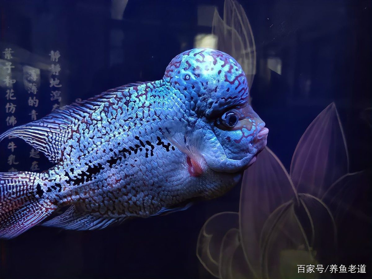 龍魚缸燈正確擺放位置 龍魚缸燈正確擺放位置 龍魚論壇 第4張