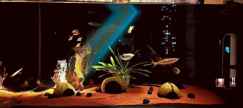 龍魚缸燈正確擺放位置 龍魚缸燈正確擺放位置 龍魚論壇 第7張