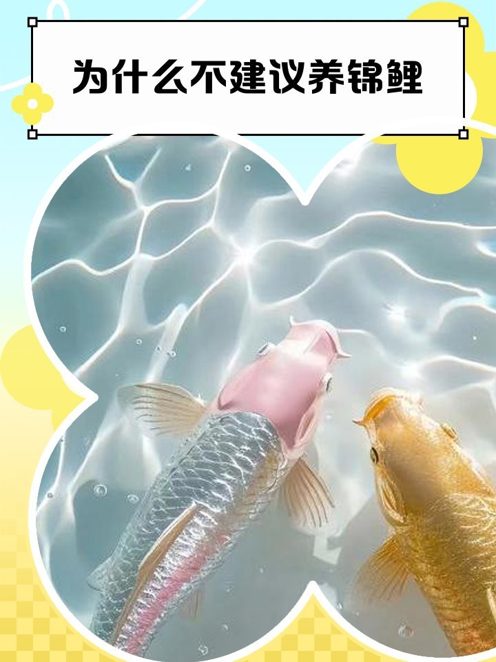 龍鳳錦鯉為什么不建議養 龍鳳錦鯉為什么不建議養 龍魚論壇 第5張