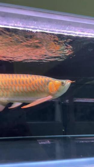 紅龍魚戰車品種圖片 紅龍魚戰車品種圖片 龍魚論壇 第16張