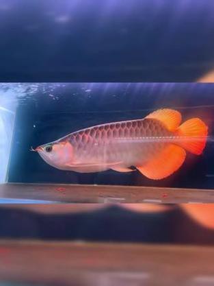 紅龍魚戰車品種圖片 紅龍魚戰車品種圖片 龍魚論壇 第12張