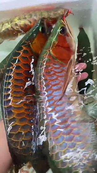 紅龍魚戰車品種圖片 紅龍魚戰車品種圖片 龍魚論壇 第19張