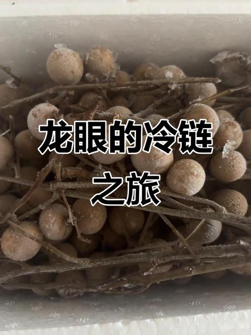 新鮮龍眼冷凍后還能吃嗎？