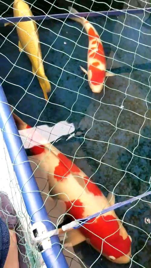 給我一些過背金龍魚和金頭金龍魚的照片 給我一些過背金龍魚和金頭金龍魚的照片 龍魚論壇 第18張