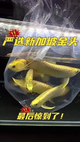 給我一些過背金龍魚和金頭金龍魚的照片 給我一些過背金龍魚和金頭金龍魚的照片 龍魚論壇 第16張