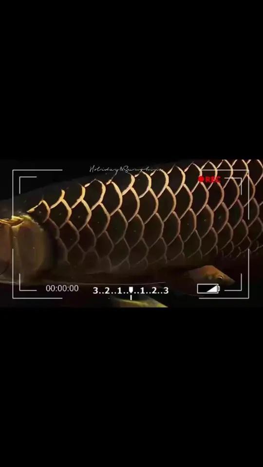 給我一些過背金龍魚和金頭金龍魚的照片 給我一些過背金龍魚和金頭金龍魚的照片 龍魚論壇 第31張