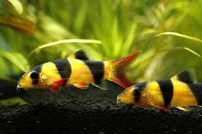 高品質紅龍魚怎么養活的快一點（高品質紅龍魚的飼養） 高品質紅龍魚怎么養活的快一點（高品質紅龍魚的飼養） 魚缸百科