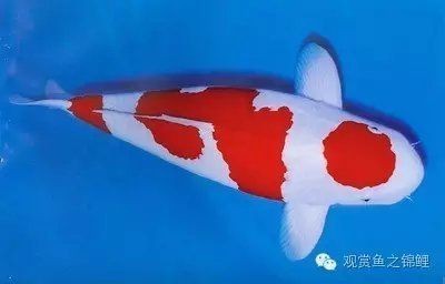 紅白色錦鯉寓意