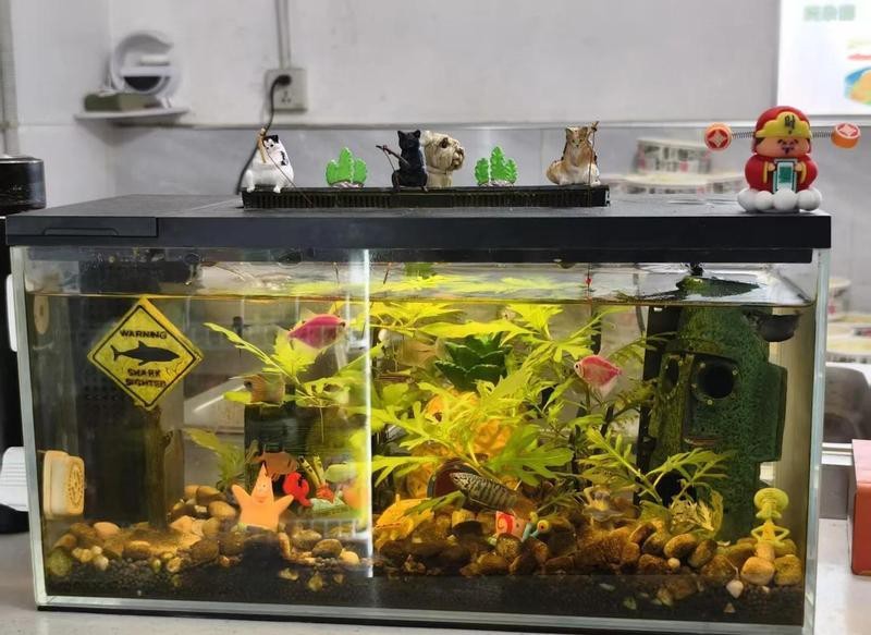 龍魚張大嘴是福是禍？，龍魚張大嘴是吉是兇？