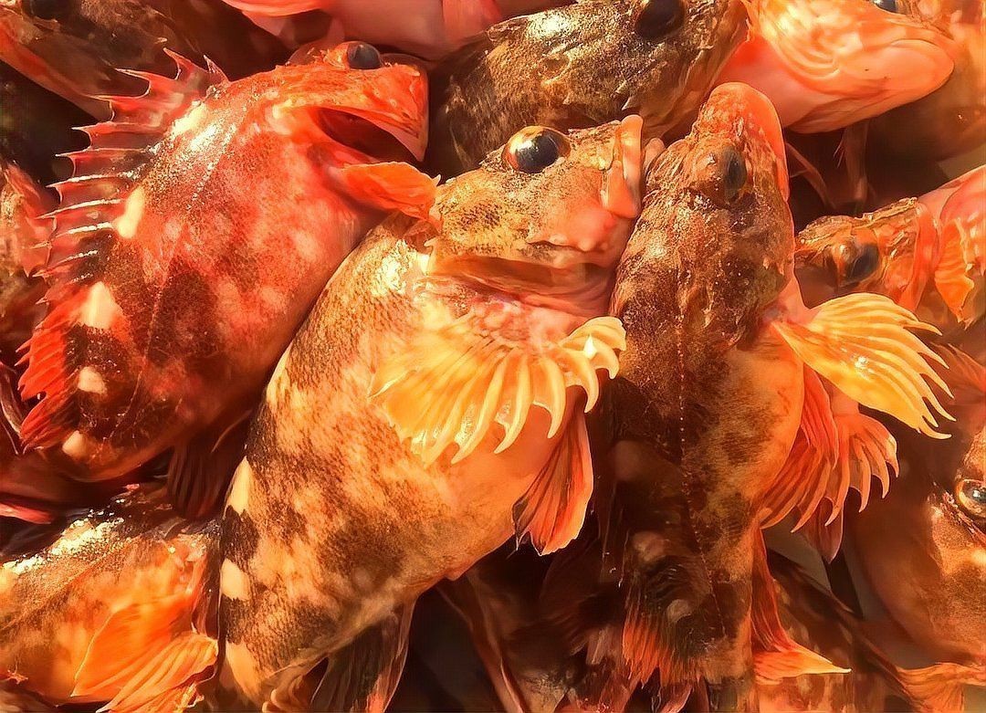 虎頭魚又叫什么魚