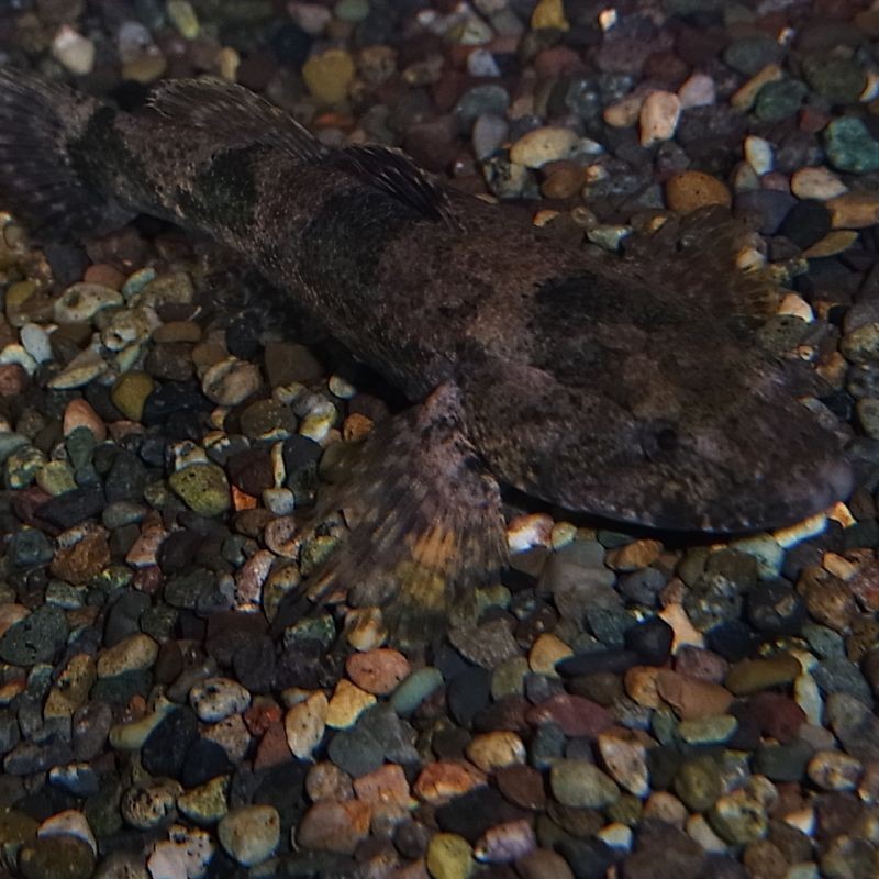 虎頭魚又叫什么魚