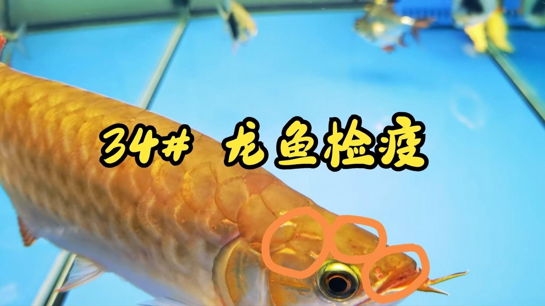 紅龍魚飼養要點有哪些？