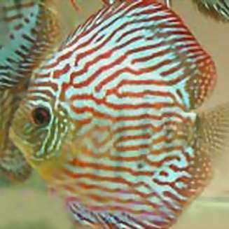 七彩神仙魚德松分幾種