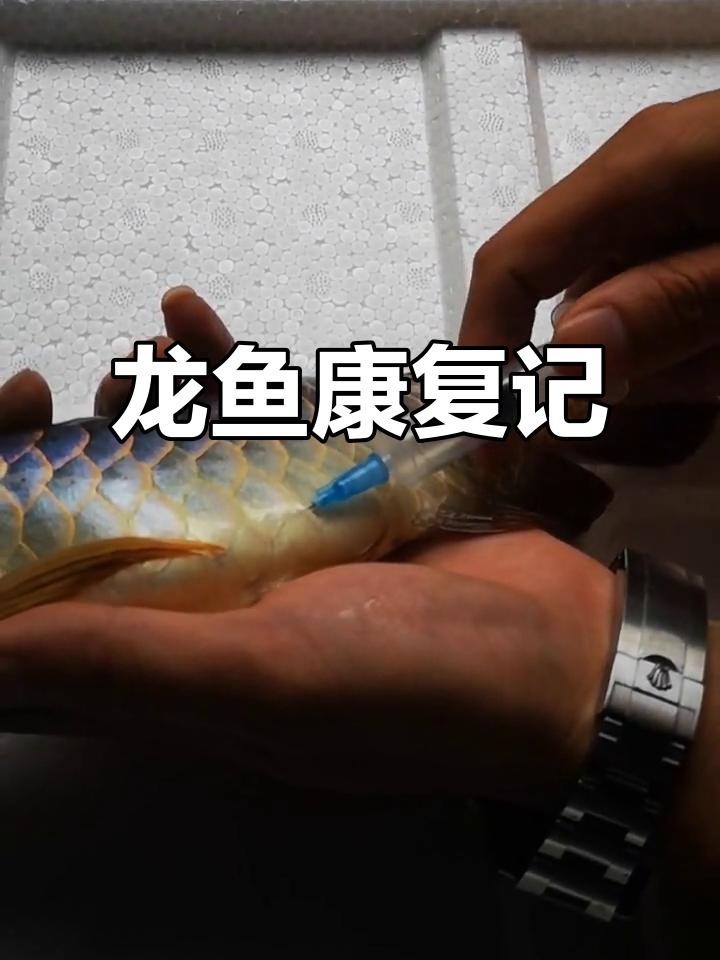 腹水病治愈后雷龍魚會恢復正常嗎？ 腹水病治愈后雷龍魚會恢復正常嗎？ 龍魚百科 第1張