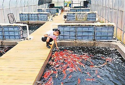 附近的觀賞魚養(yǎng)殖基地