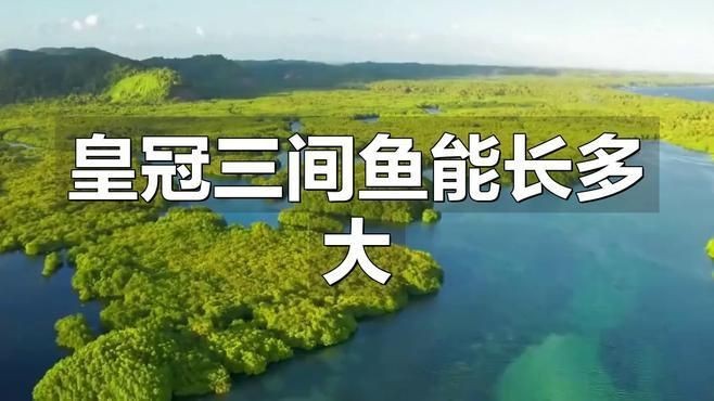 皇冠三間和帝王三間哪個長得大 皇冠三間和帝王三間哪個長得大 龍魚論壇 第4張