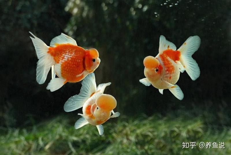 金魚品種大全及圖解 金魚品種大全及圖解 龍魚論壇 第6張