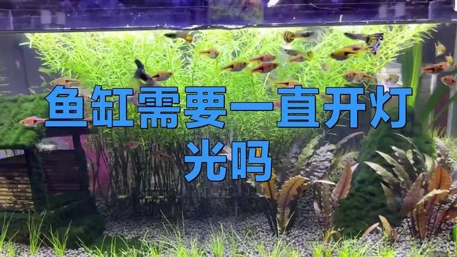 魚缸開燈的6大忌