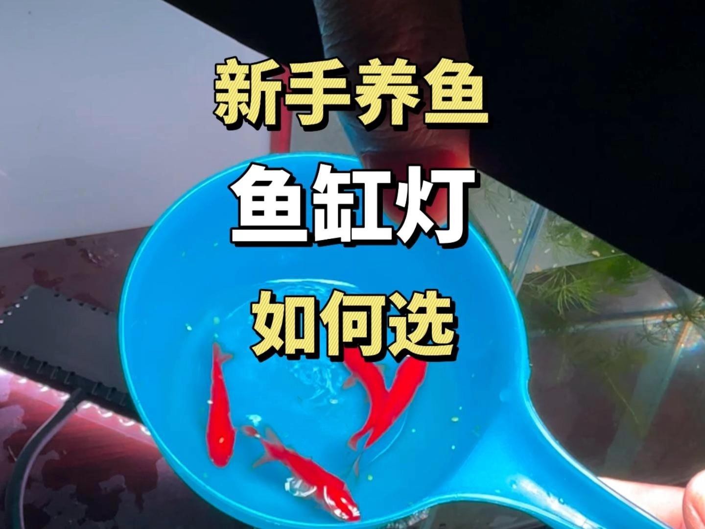 魚缸開燈的6大忌