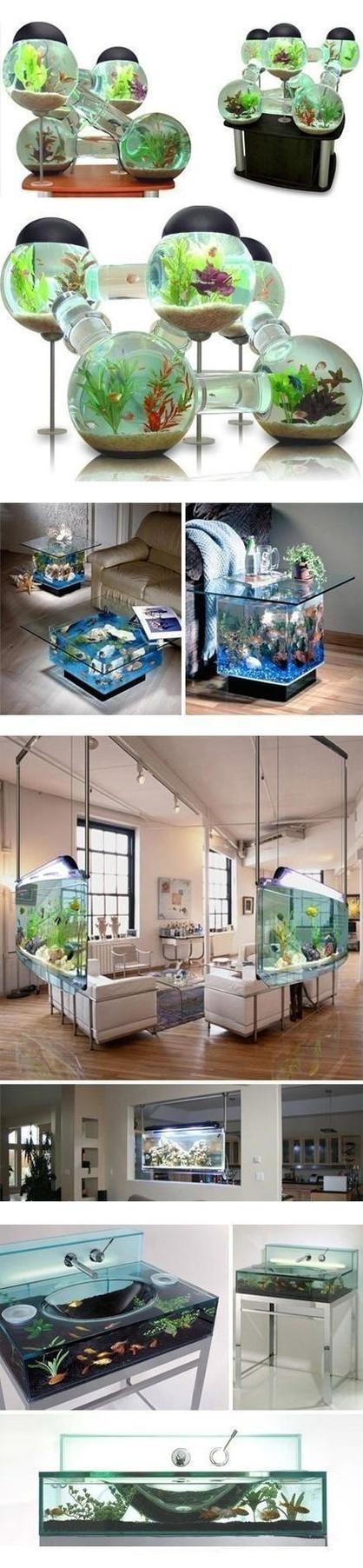 龍魚和貓一起養(yǎng)需要注意什么？ 龍魚和貓一起養(yǎng)需要注意什么？ 龍魚百科 第12張