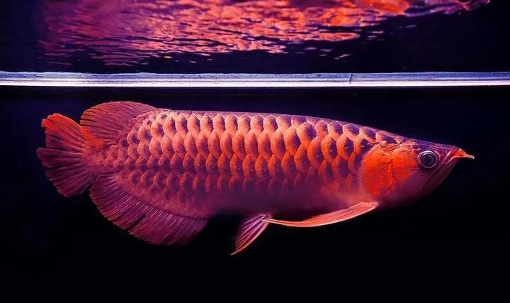 龍魚體型標準是多少