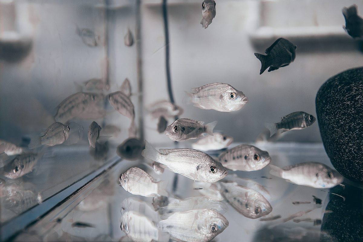 龍魚體型標準是多少