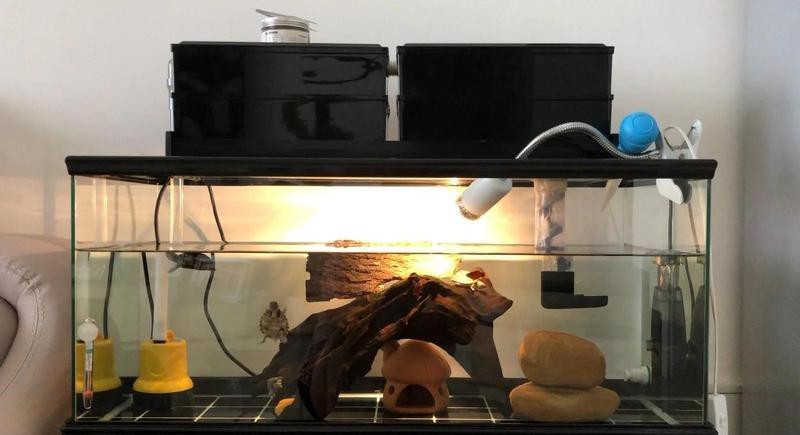 龍龜混養(yǎng)需要多大的魚缸？