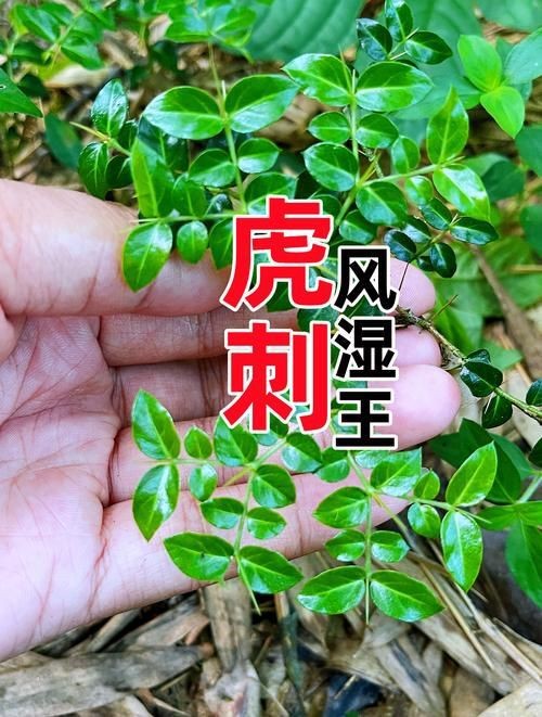 虎刺圖片大全大圖