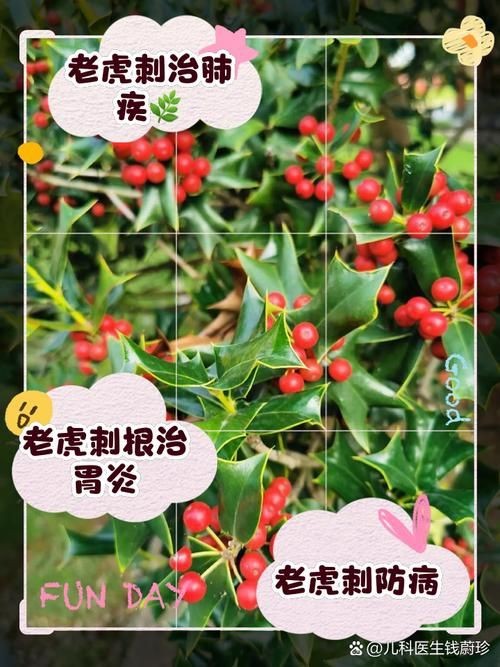 虎刺圖片大全大圖