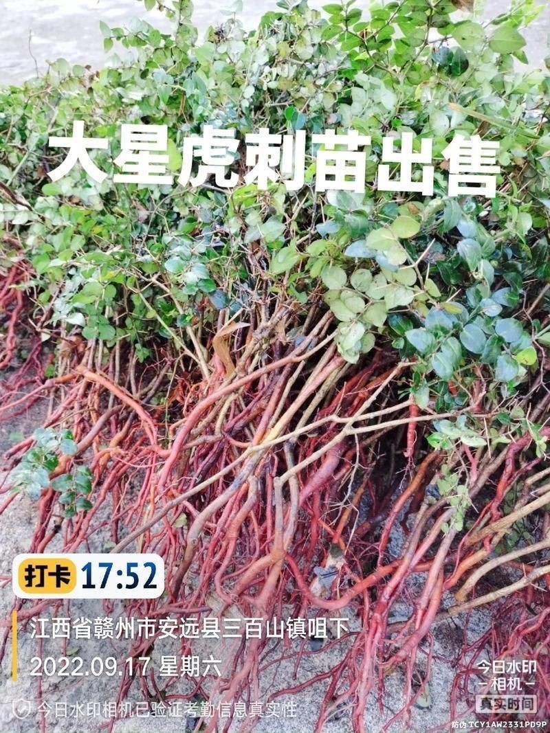 虎刺圖片大全大圖