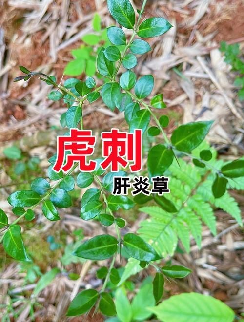 虎刺圖片大全大圖