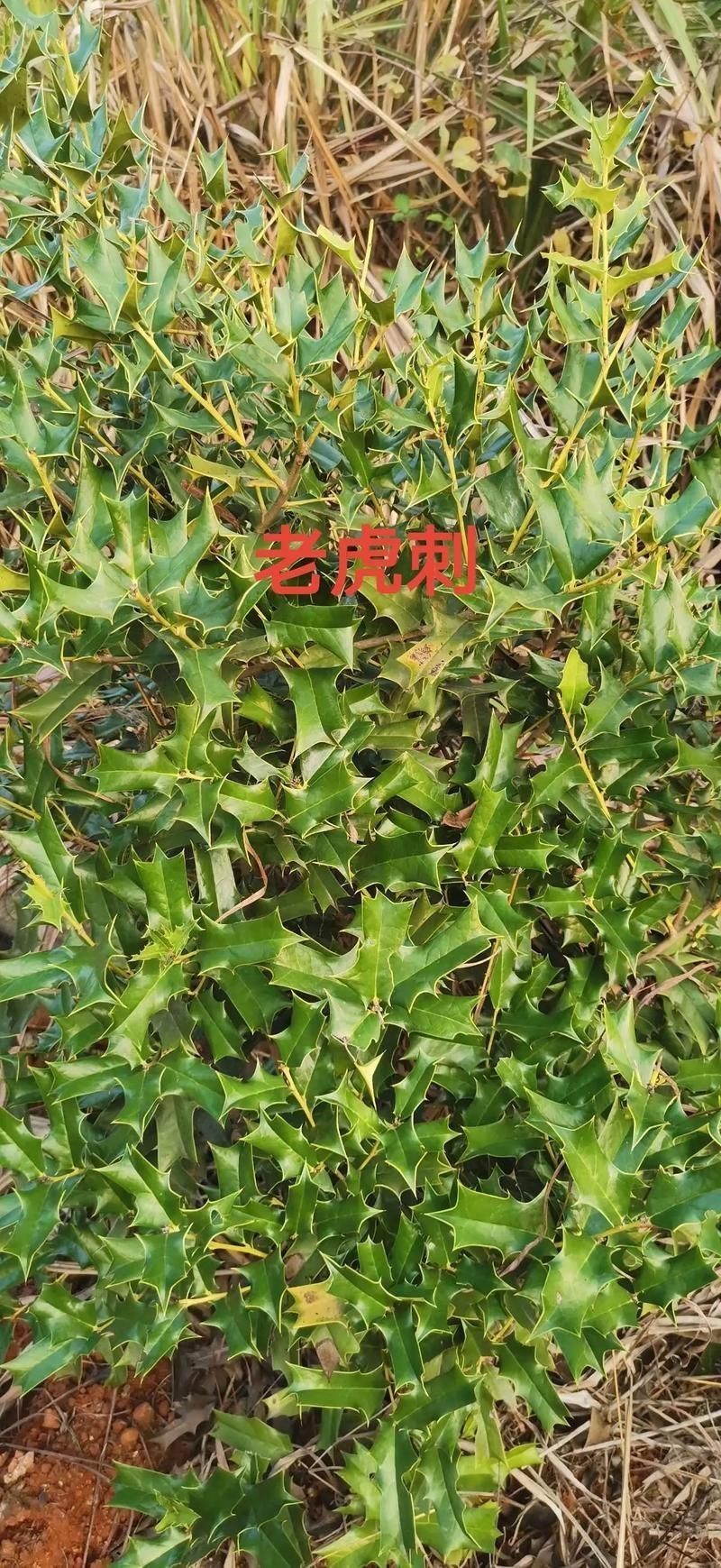 虎刺圖片大全大圖