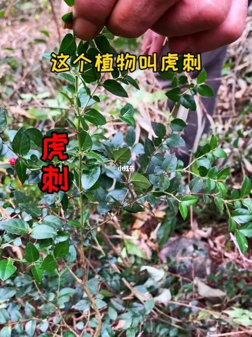 虎刺圖片大全大圖