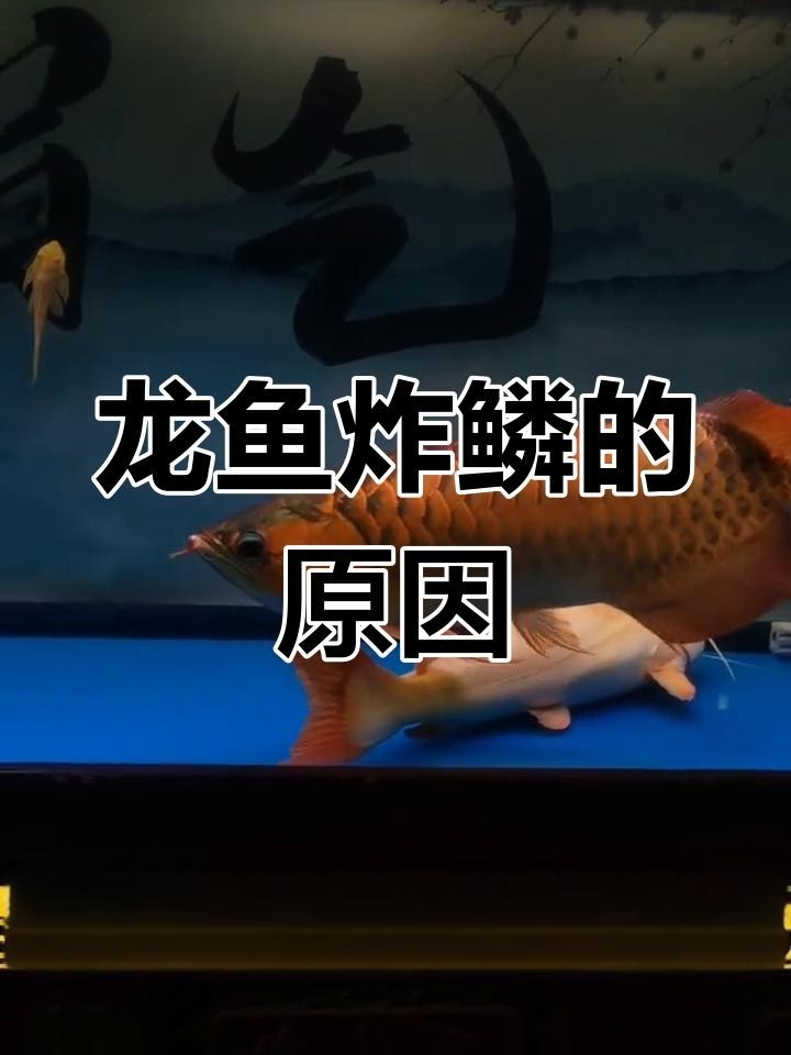 龍魚炸鱗后如何治療？ 龍魚炸鱗后如何治療？ 龍魚百科 第4張