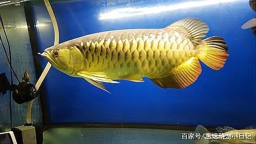 紅龍魚辣椒龍還是超血紅龍貴