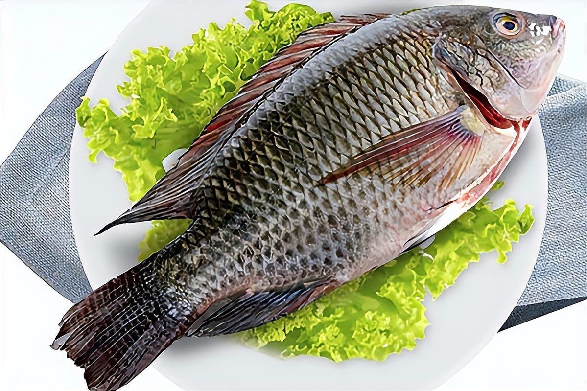 龍魚養了6條會得白血病嗎 龍魚養了6條會得白血病嗎 龍魚論壇 第4張