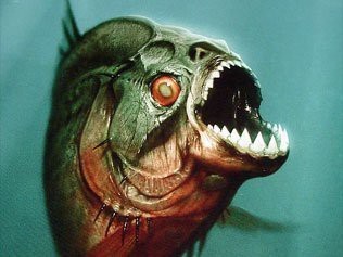 什么魚比龍魚兇