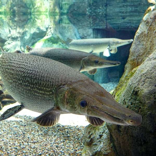 鱷雀鱔vs銀龍魚 鱷雀鱔vs銀龍魚 龍魚論壇 第1張