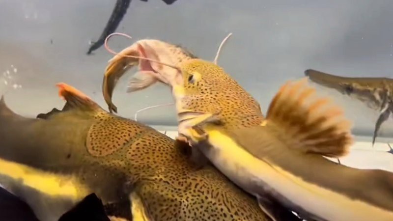 鱷雀鱔vs銀龍魚 鱷雀鱔vs銀龍魚 龍魚論壇 第3張
